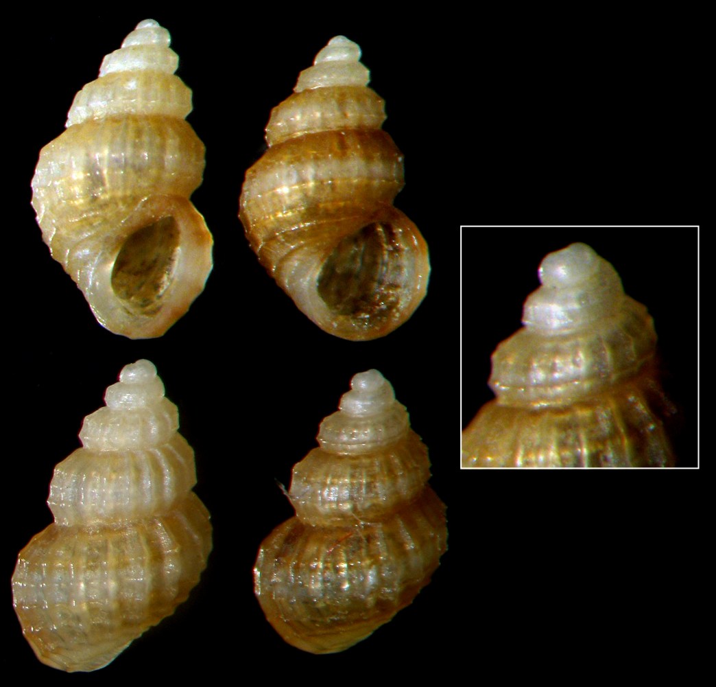 Alvania dianiensis